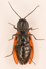 Stropenron nigricollis