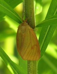 Diacrisia sannio
