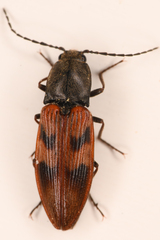 Stropenron nigricollis