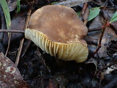 Lactifluus leonardii