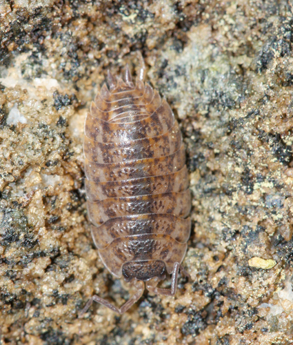 Photo of Rathke's Woodlouse (Trachelipus rathkii)