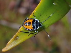 Rhynchocoris