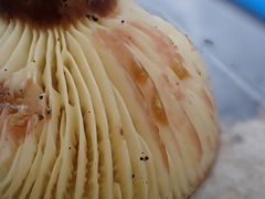 Lactifluus leonardii