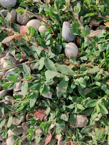 stavikrv vtáčí prícestný (Polygonum arenastrum)