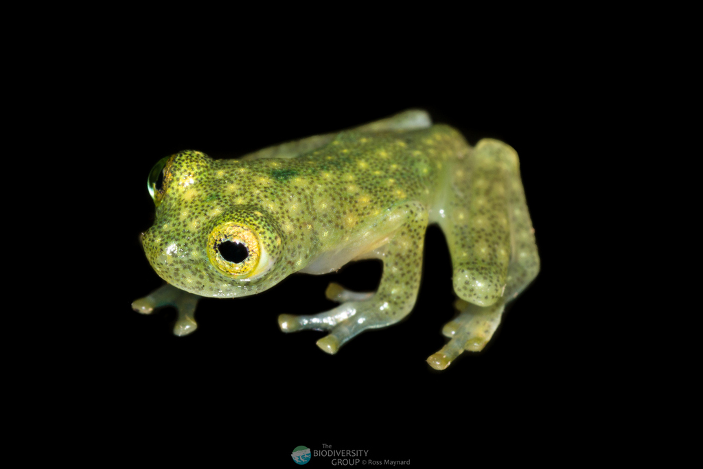 Yaku Glassfrog