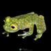 Yaku Glassfrog - Photo (c) Ross Maynard, some rights reserved (CC BY-NC), uploaded by Ross Maynard