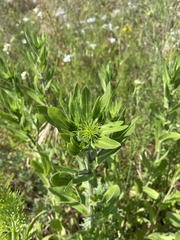 Grindelia