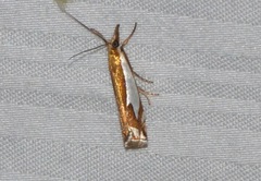 Crambus bidens