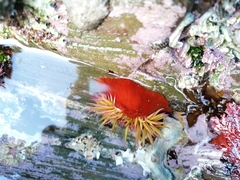 Pseudactinia