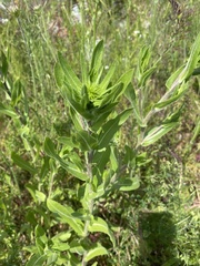 Grindelia