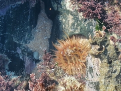 Pseudactinia