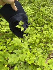 Cardamine leucantha