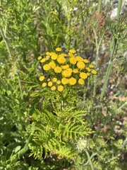Tanacetum vulgare