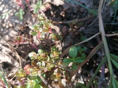 Lythrum borysthenicum
