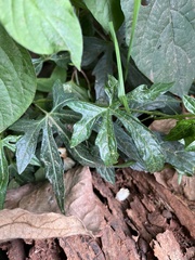 Diplocyclos palmatus
