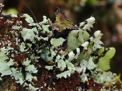 Trachyzulpha fruhstorferi