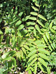 Ailanthus altissima