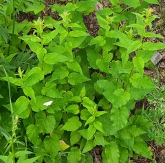 Campanula rapunculoides
