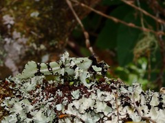 Trachyzulpha fruhstorferi