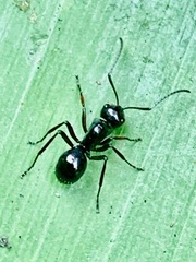 Polyrhachis robsoni