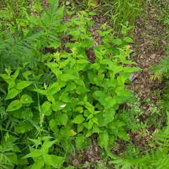 Campanula rapunculoides