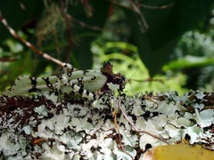 Trachyzulpha fruhstorferi