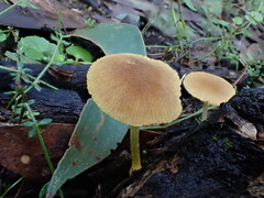 Pluteus hubregtseorum
