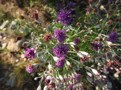 Vernonia lindheimeri