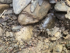 Geothelphusa pingtung