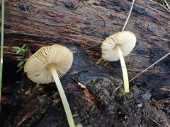 Pluteus hubregtseorum