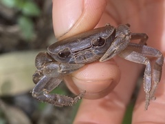 Geothelphusa pingtung