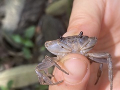 Geothelphusa pingtung