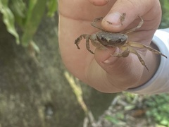 Geothelphusa pingtung