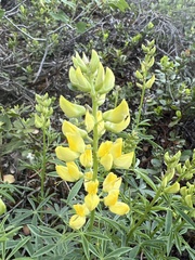 Lupinus croceus