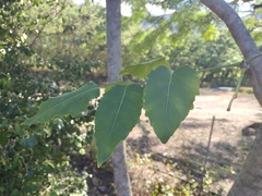 Polyscias sandwicensis