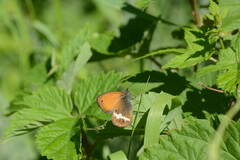 Coenonympha arcania