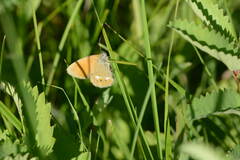 Coenonympha glycerion