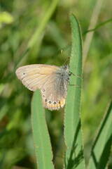 Coenonympha leander