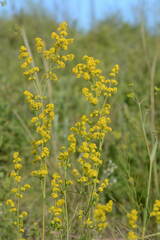 Galium verum