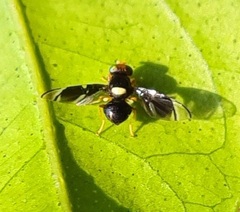 Calosphenisca unicuneata