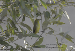 Zosterops luteus