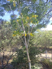 Polyscias sandwicensis