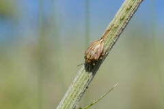 Odontotarsus