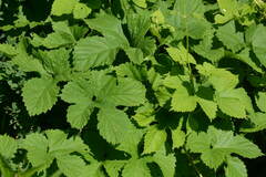 Humulus lupulus
