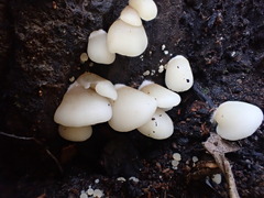 Conchomyces bursiformis