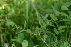 Lonicera