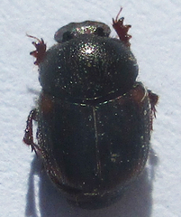 Onthophagus quadrimaculatus