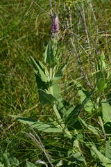 Salvia nemorosa pseudosylvestris