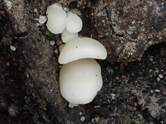 Conchomyces bursiformis