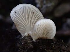 Conchomyces bursiformis